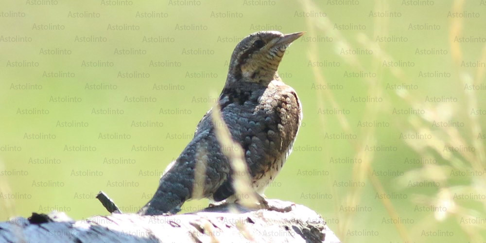 Torcicollo (Jynx torquilla)