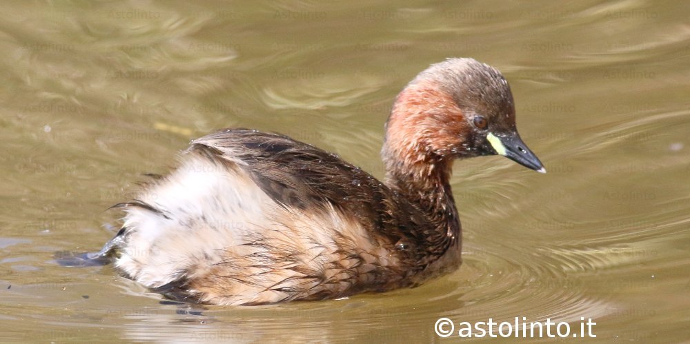 Tuffetto (Tachybaptus ruficollis), foto di esempio dell'animale.
