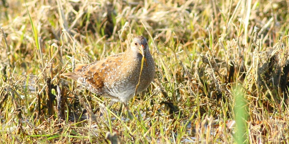 Voltolino (Porzana porzana)