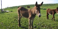 Asino, immagine. Asino, foto