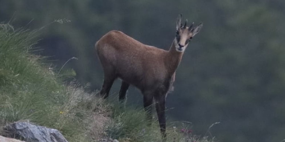 Camoscio alpino (Rupicapra rupicapra), foto di esempio dell'animale.