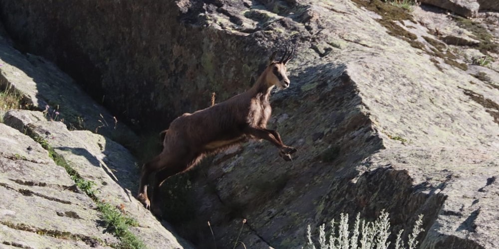 Camoscio alpino (Rupicapra rupicapra)