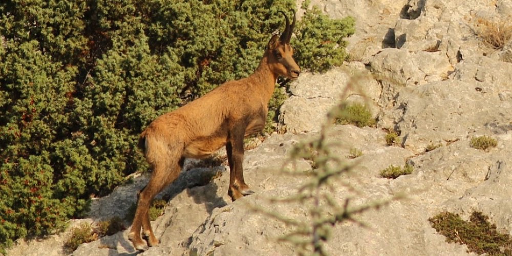 Camoscio appenninico (Rupicapra pyrenaica), foto di esempio dell'animale.