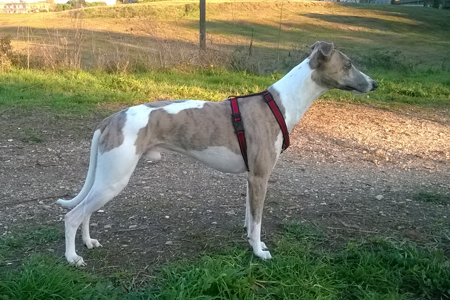 Cane (Canis familiaris), foto di esempio dell'animale.