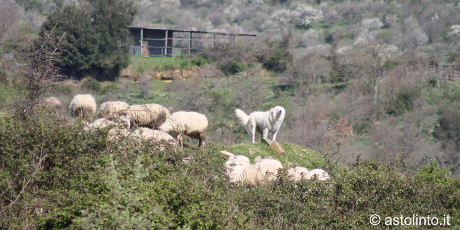 Cane (Canis familiaris)