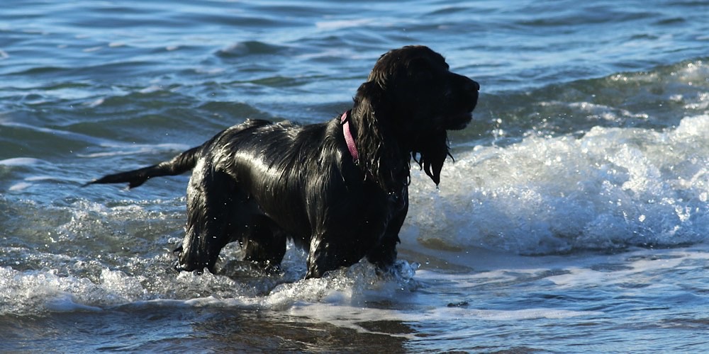 Cane (Canis familiaris)