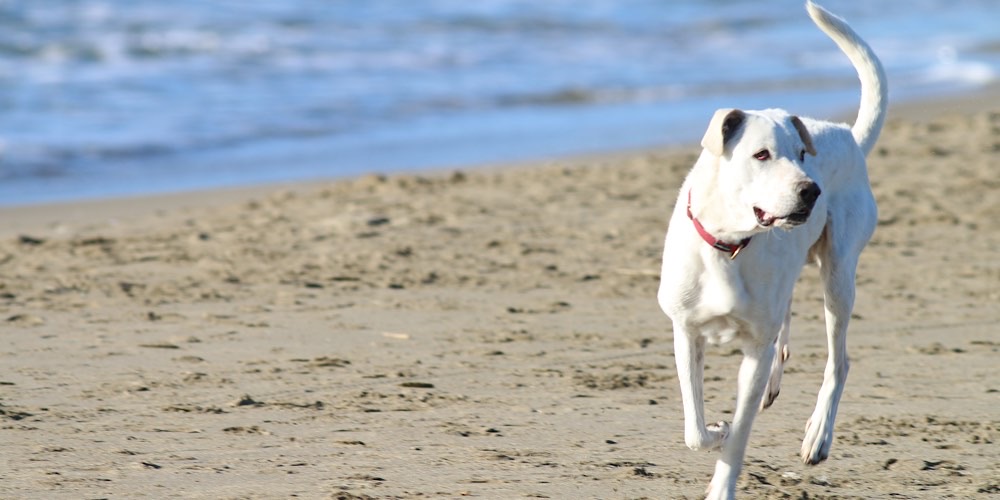 Cane (Canis familiaris)