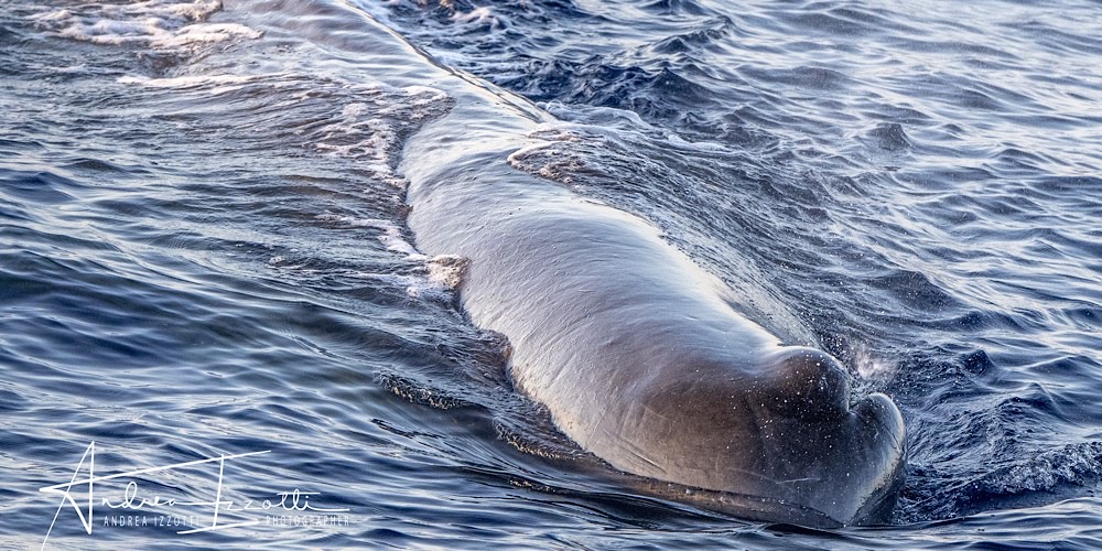 Capodoglio (Physeter macrocephalus), foto di esempio dell'animale.