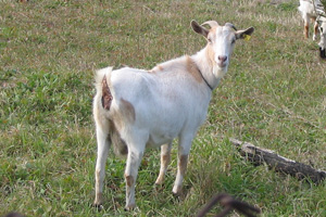 Capra domestica (Capra hircus), foto di esempio dell'animale.