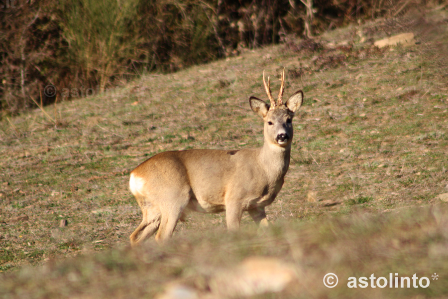 Capriolo (Capreolus capreolus), foto di esempio dell'animale.