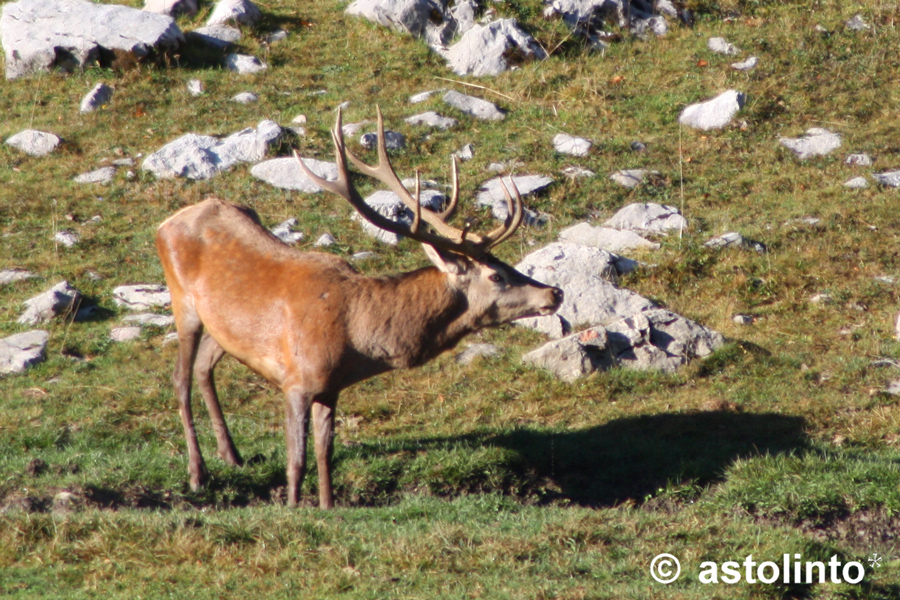 Cervo nobile (Cervus elaphus), foto di esempio dell'animale.