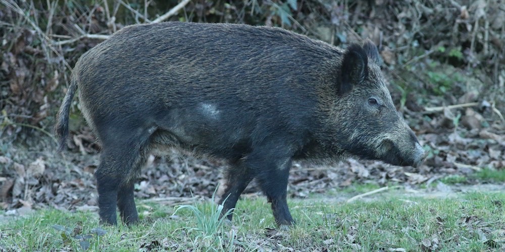 Cinghiale (Sus scrofa), foto di esempio dell'animale.