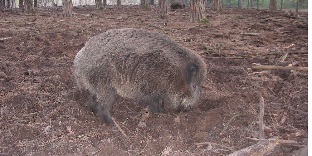 Cinghiale (Sus scrofa)