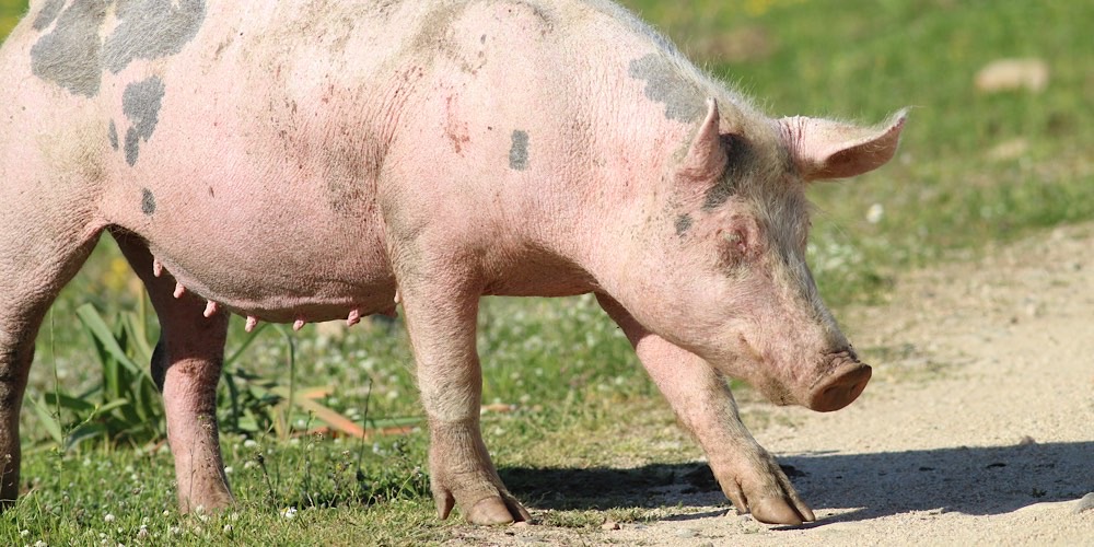 Cinghiale (Sus scrofa)