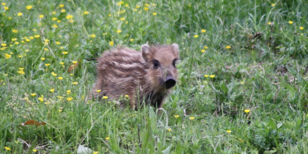 Cinghiale (Sus scrofa)