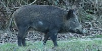 Cinghiale e maiale, foto