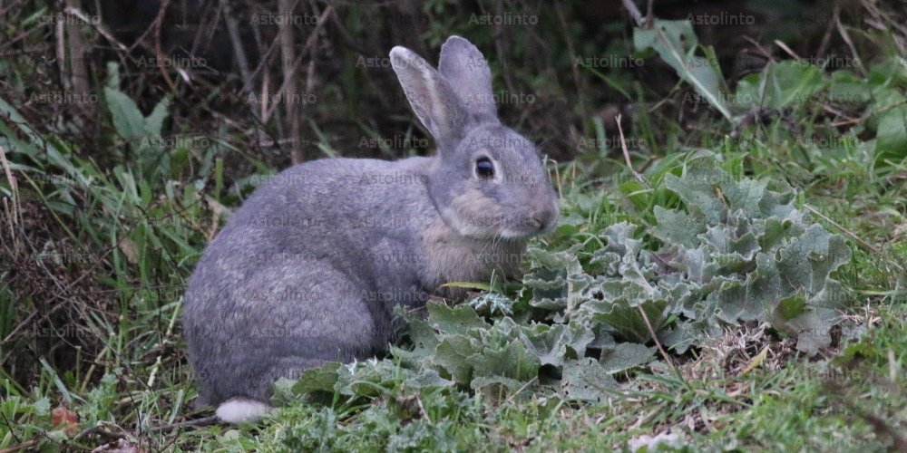 Coniglio europeo (Oryctolagus cuniculus), foto di esempio dell'animale.