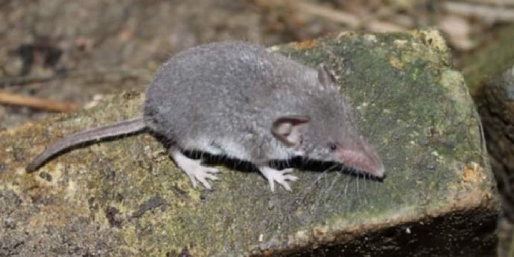 Crocidura siciliana (Crocidura sicula), foto di esempio dell'animale.