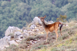 Daino (Dama dama), foto di esempio dell'animale.