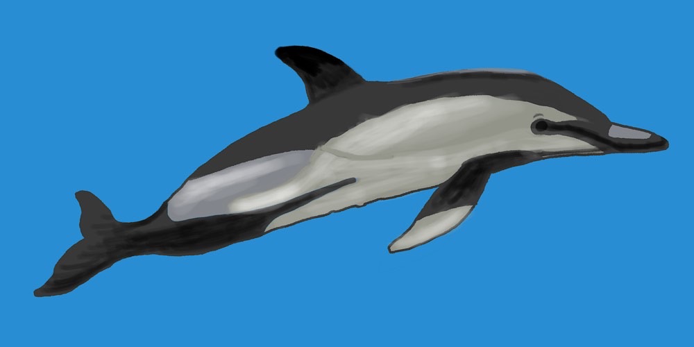 Delfino comune (Delphinus delphis), foto di esempio dell'animale.