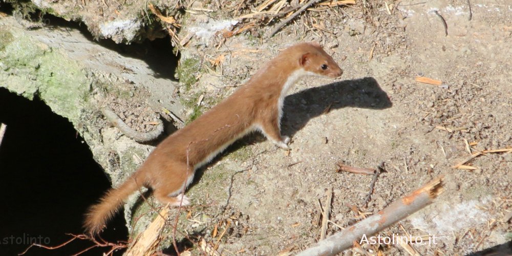 Donnola (Mustela nivalis), foto di esempio dell'animale.