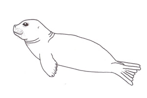 Foca monaca (Monachus monachus), foto di esempio dell'animale.