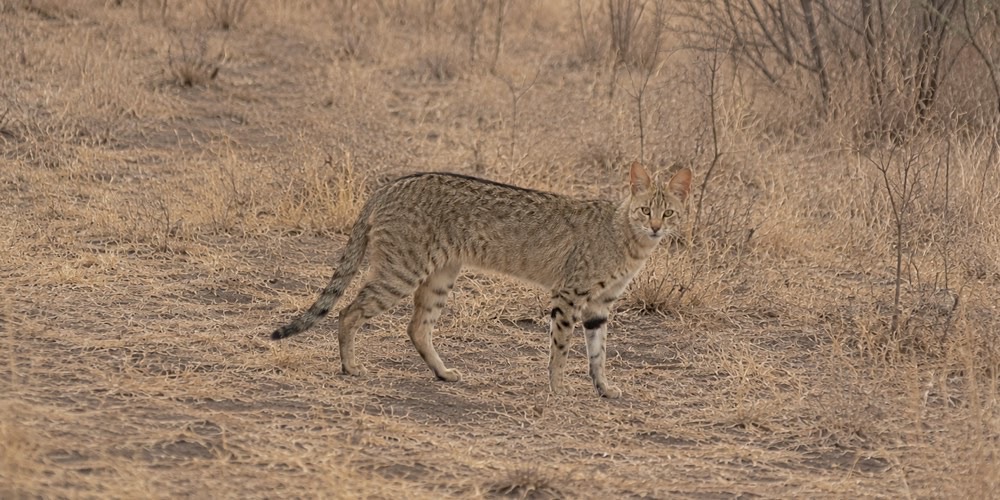 Gatto africano (Felis lybica), foto di esempio dell'animale.