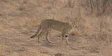 Gatto africano, foto