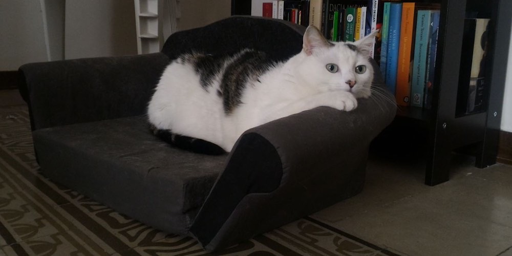 Gatto domestico (Felis catus)