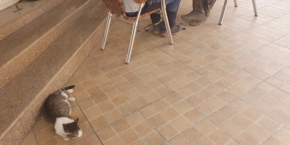 Gatto domestico (Felis catus)