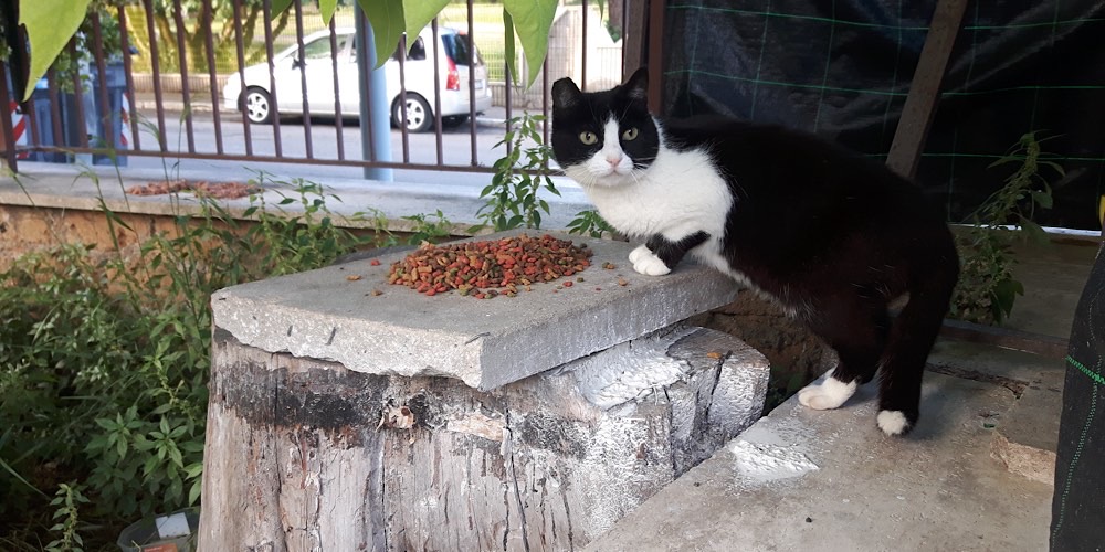 Gatto domestico (Felis catus)