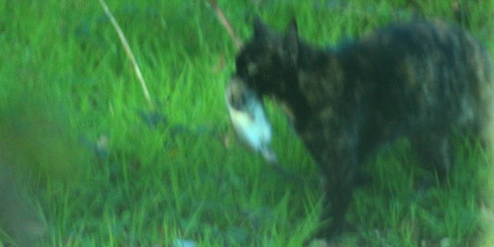 Gatto domestico (Felis catus)
