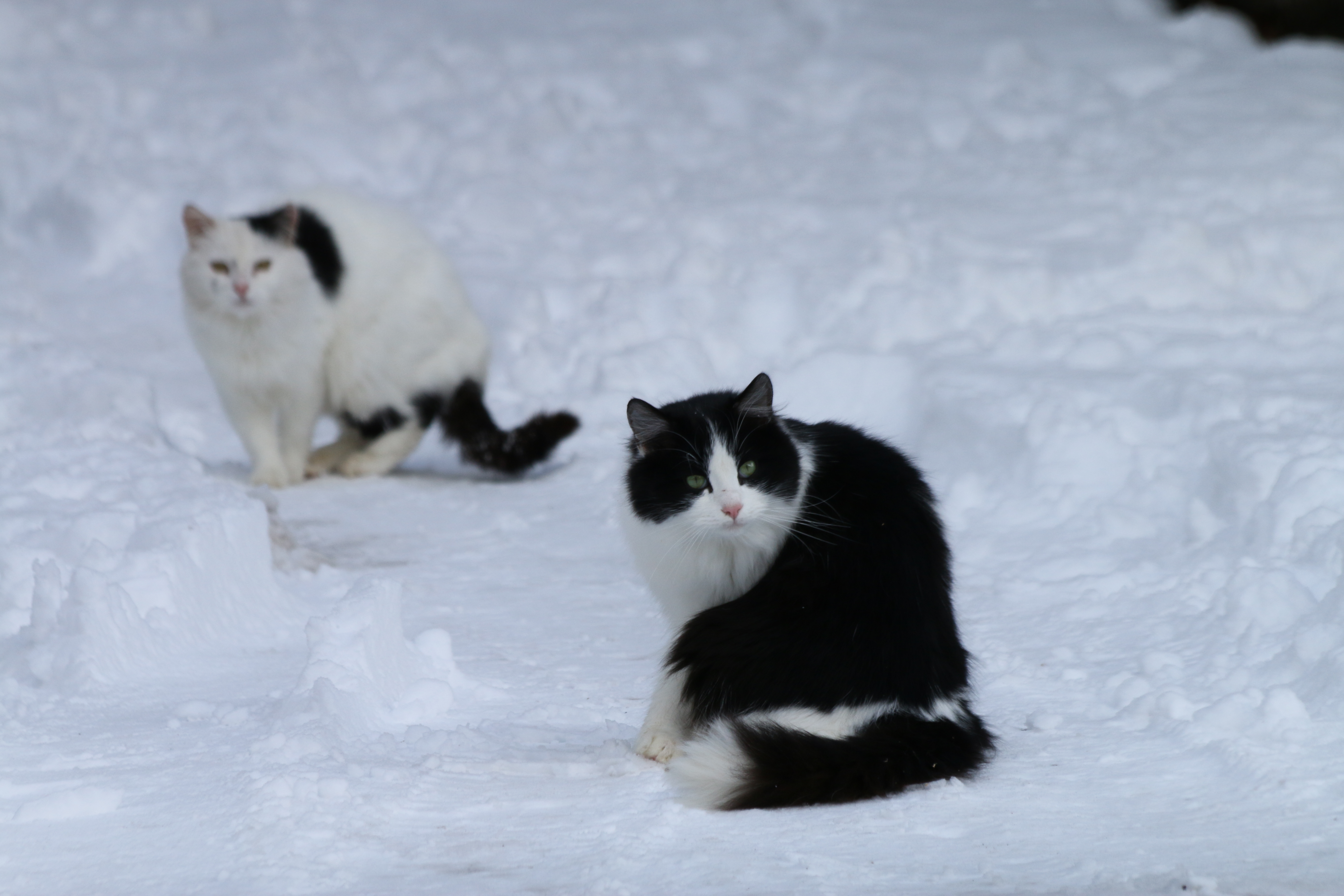 Gatto domestico (Felis catus)