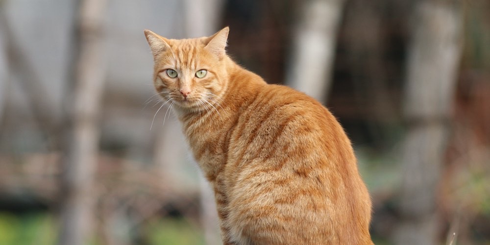 Gatto domestico (Felis catus)