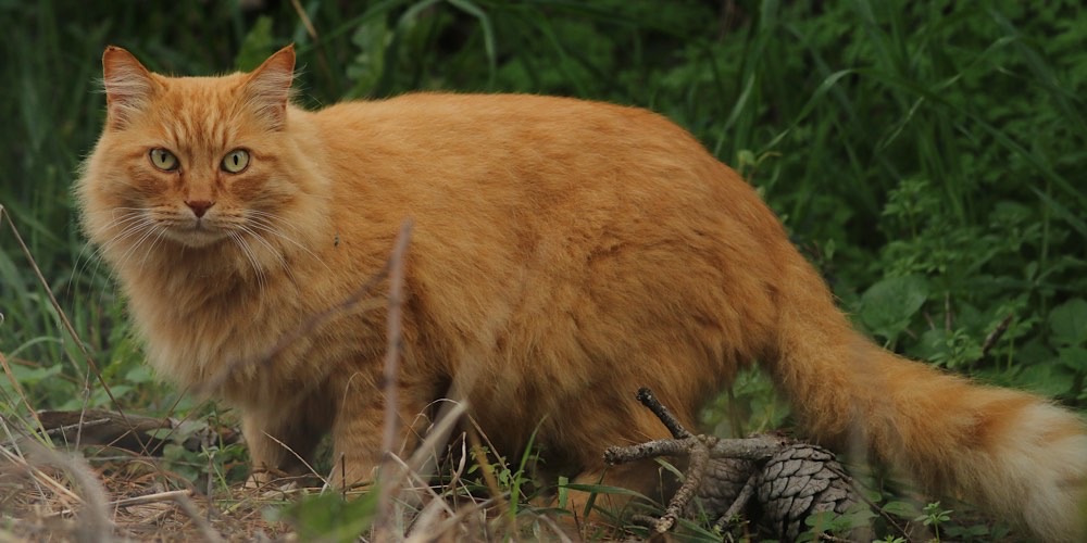 Gatto domestico (Felis catus)