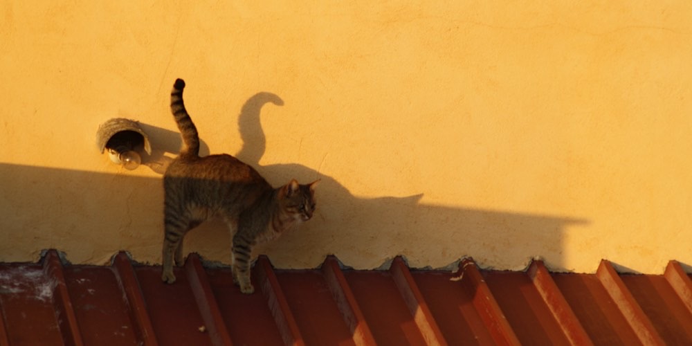 Gatto domestico (Felis catus)