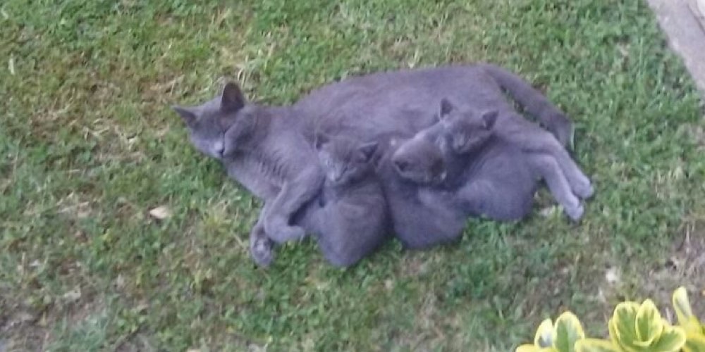 Gatto domestico (Felis catus)