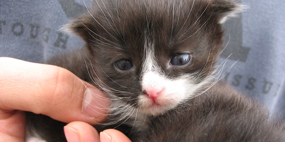 Gatto domestico (Felis catus)