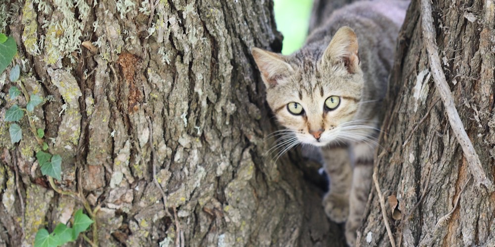 Gatto domestico (Felis catus)