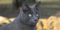 Gatto domestico, foto