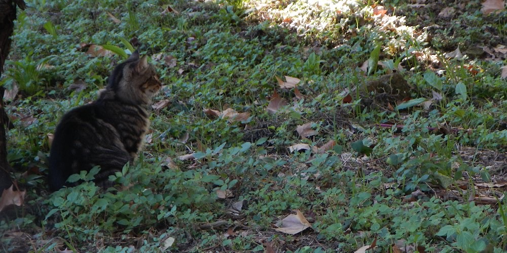 Gatto selvatico (Felis silvestris), foto di esempio dell'animale.