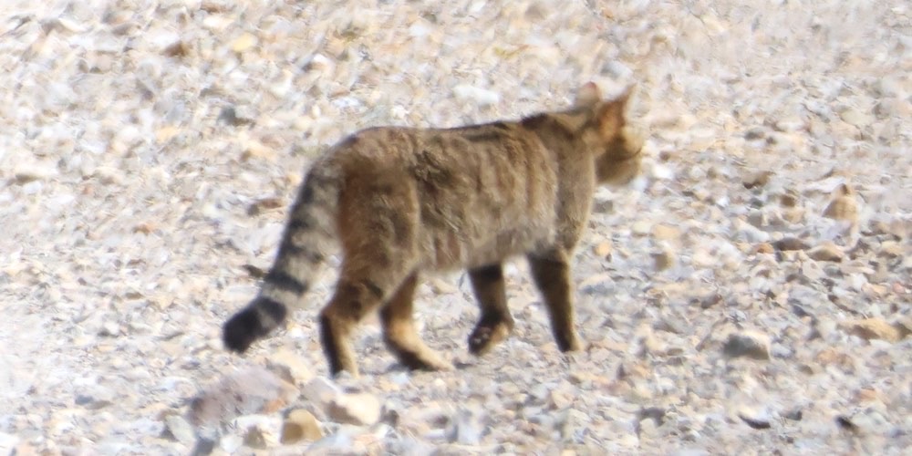 Gatto selvatico (Felis silvestris)
