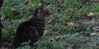 Gatto selvatico, foto