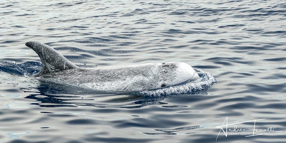 Grampo (Grampus griseus), foto di esempio dell'animale.