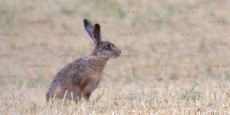 Lepre europea (Lepus europaeus), foto di esempio dell'animale.