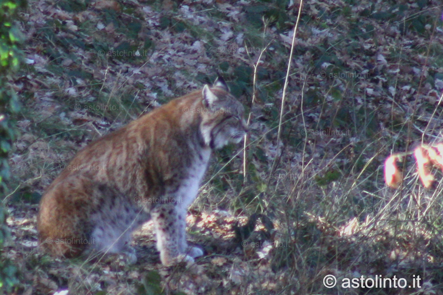 Lince (Lynx lynx), foto di esempio dell'animale.