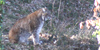 Lince, foto