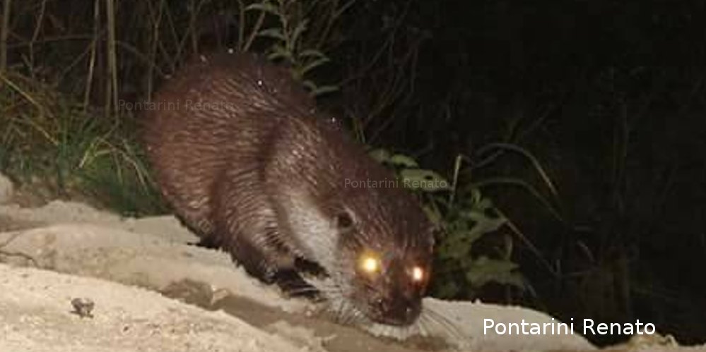 Lontra (Lutra lutra), foto di esempio dell'animale.