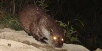 Lontra, foto