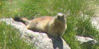 Marmotta, immagine. Marmotta, foto